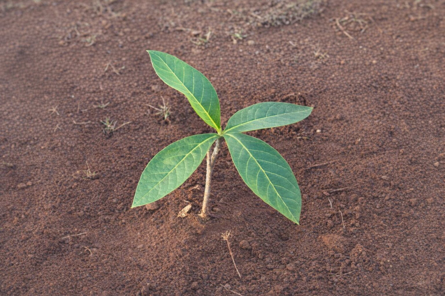 A seedling being planted, representing Vidai